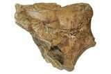 Fossil Dinosaur (Triceratops) Shed Tooth - Montana #339867-1